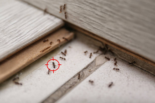 Best Mosquito Control Services  in Murrells Inlet, SC