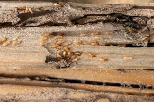 Pest Prevention Services in Murrells Inlet, SC